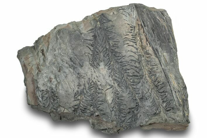 Pennsylvanian Fossil (Lepidodendron) Plate - Pennsylvania #246356